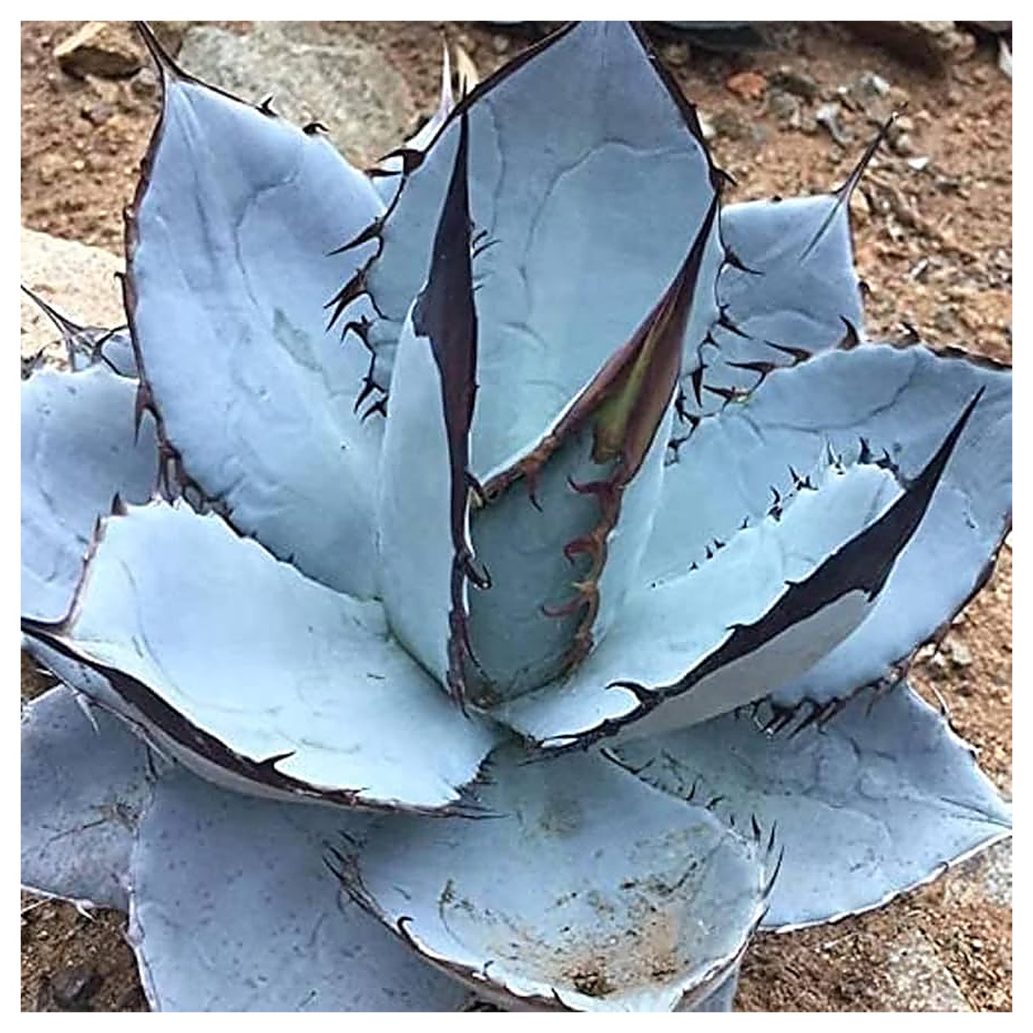 Agave Titanota Blue Seeds – Organic, Heirloom, Non-GMO Succulent