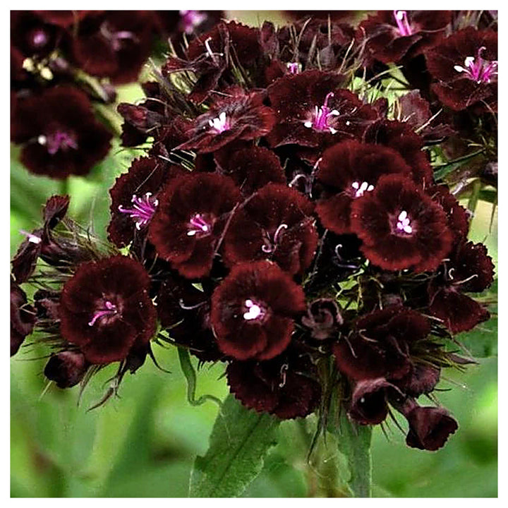 Maroon William Dianthus Flower Seeds for Planting - Heirloom Non-GMO High Germination Organic Garden Seeds | Neera Seeds product photo [neera-v4-a864b0684b05ecd90179]