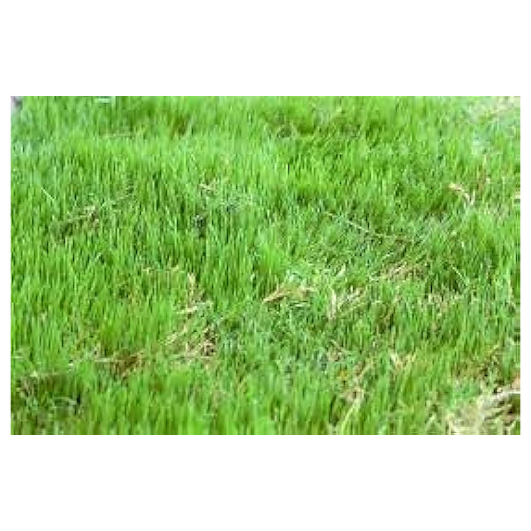Broomsedge Grass Potted Plant Flower Seeds for Home Garden Planting, Vibrant Organic Blooming | Neera Seeds product photo [neera-v4-a867d2dc4eed5257266f]