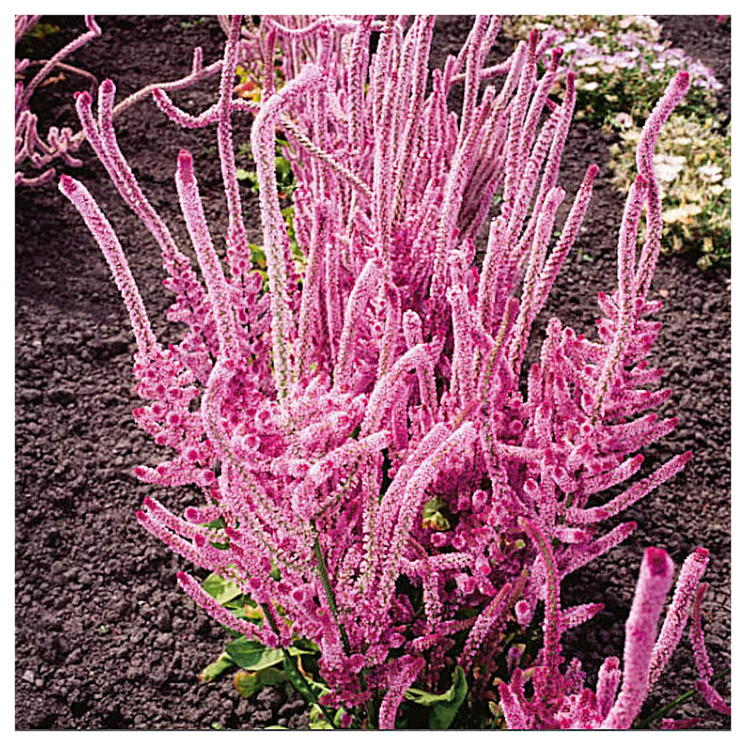 Heirloom Non-GMO Limonium Suworowii Flower Seeds – Ornamental Sea Lavender Seeds for Planting, High Germination Org | Neera Seeds product photo [neera-v4-a88067915b77d48242a9]