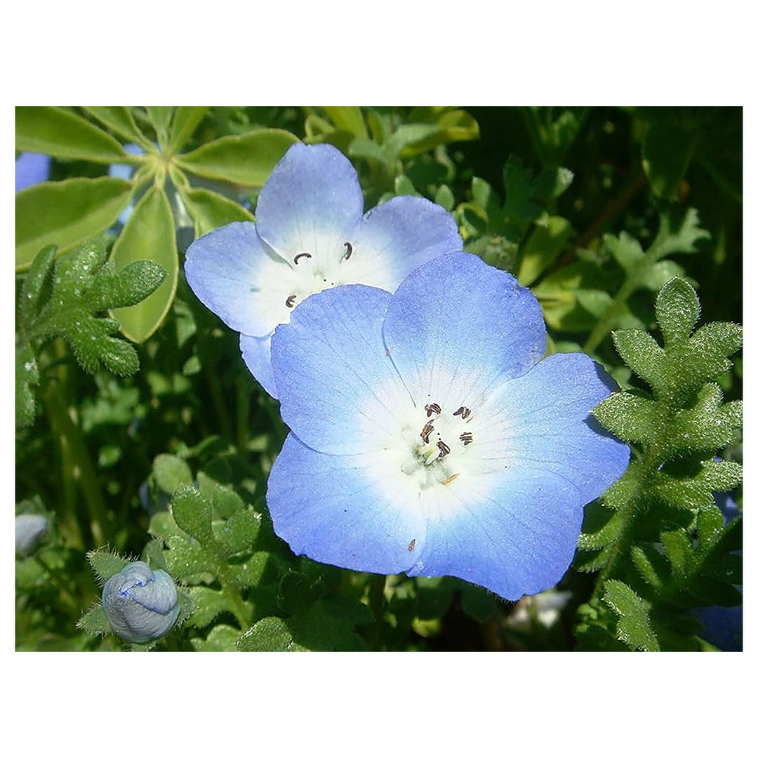 Blue Flower Nemophila Menziesii Baby Eyes For Planting Annual Flower For Ground Cover Spring | Neera Seeds product photo [neera-v4-a8964ef796ef7a1491ba]