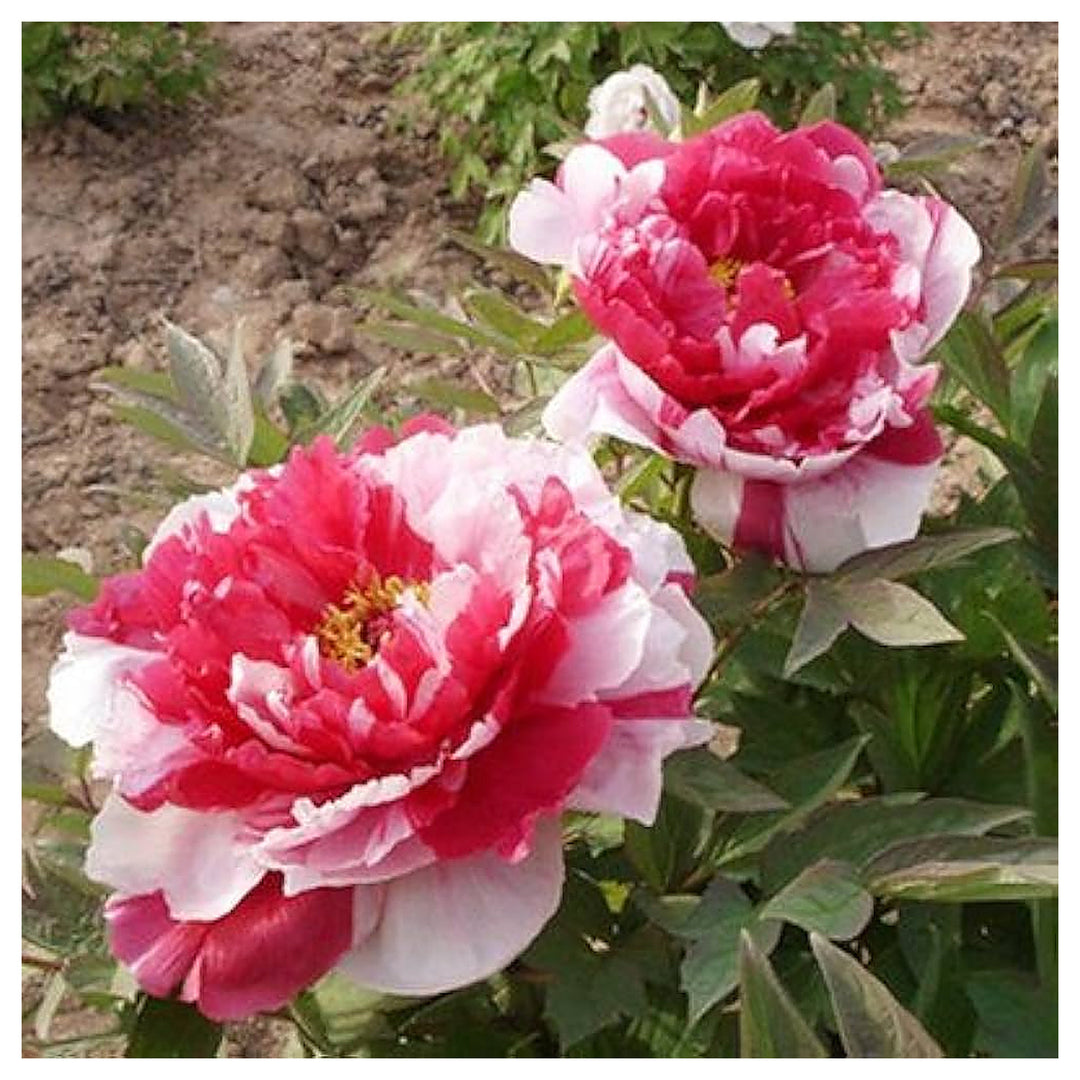 Vanilla Flower Balcony And Home Gardens Flower Seeds Home Garden Planting, Landscape | Neera Seeds product photo [neera-v4-a89d4bf56ebf5d052bd1]