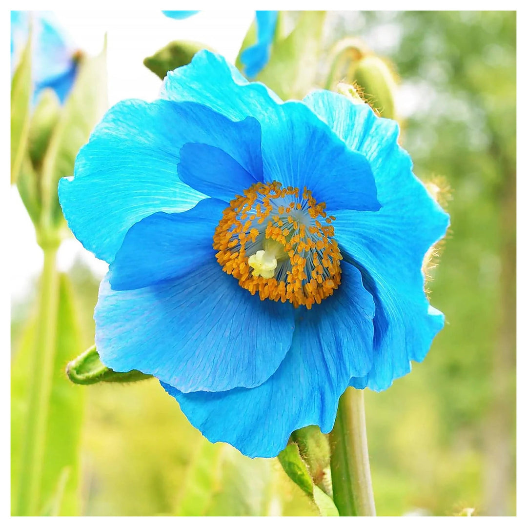 Heirloom Double Hollyhock Sky Blue Flower Seeds - Non-GMO, High Germination Organic Ornamental Garden Seeds for Pla | Neera Seeds product photo [neera-v4-a89e03d8b032b73350f8]