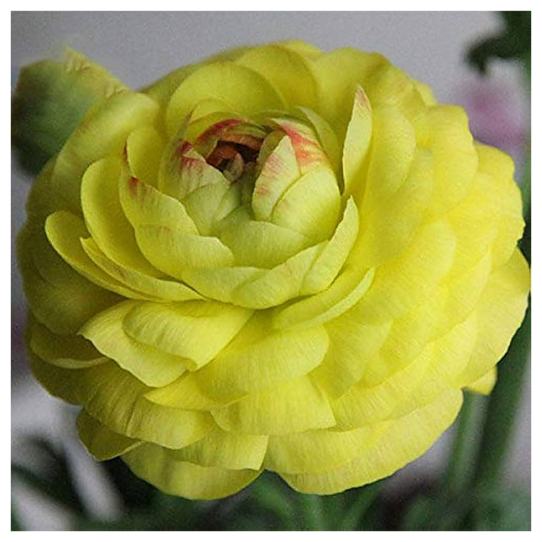 Ranunculus Asiaticus Ranunculus Asiaticus For Planting Flower Seeds for Home Garden Planting, | Neera Seeds product photo [neera-v4-a8add67c64510e61262a]