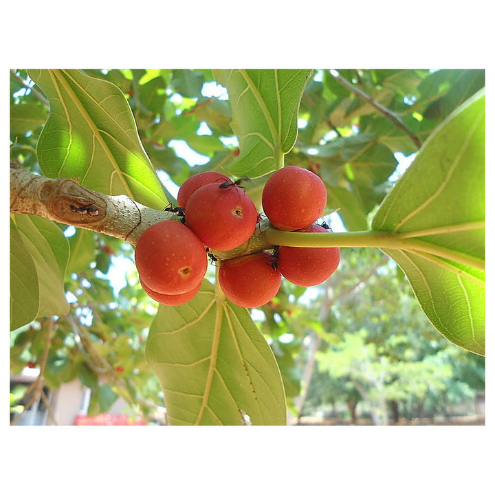 Banyan Tree Seeds for Planting – Heirloom, Non-GMO, High Germination Sacred Fig Seeds for Bonsai or Garden | Neera Seeds product photo [neera-v4-a8b0eabb3109854e12db]