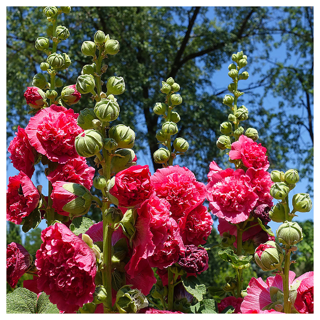 Heirloom Hollyhock Flower Seeds, Non-GMO Tall Cottage Garden Blooms for Vibrant Planting | Neera Seeds product photo [neera-v4-a8ba8410d2f87c1d1791]