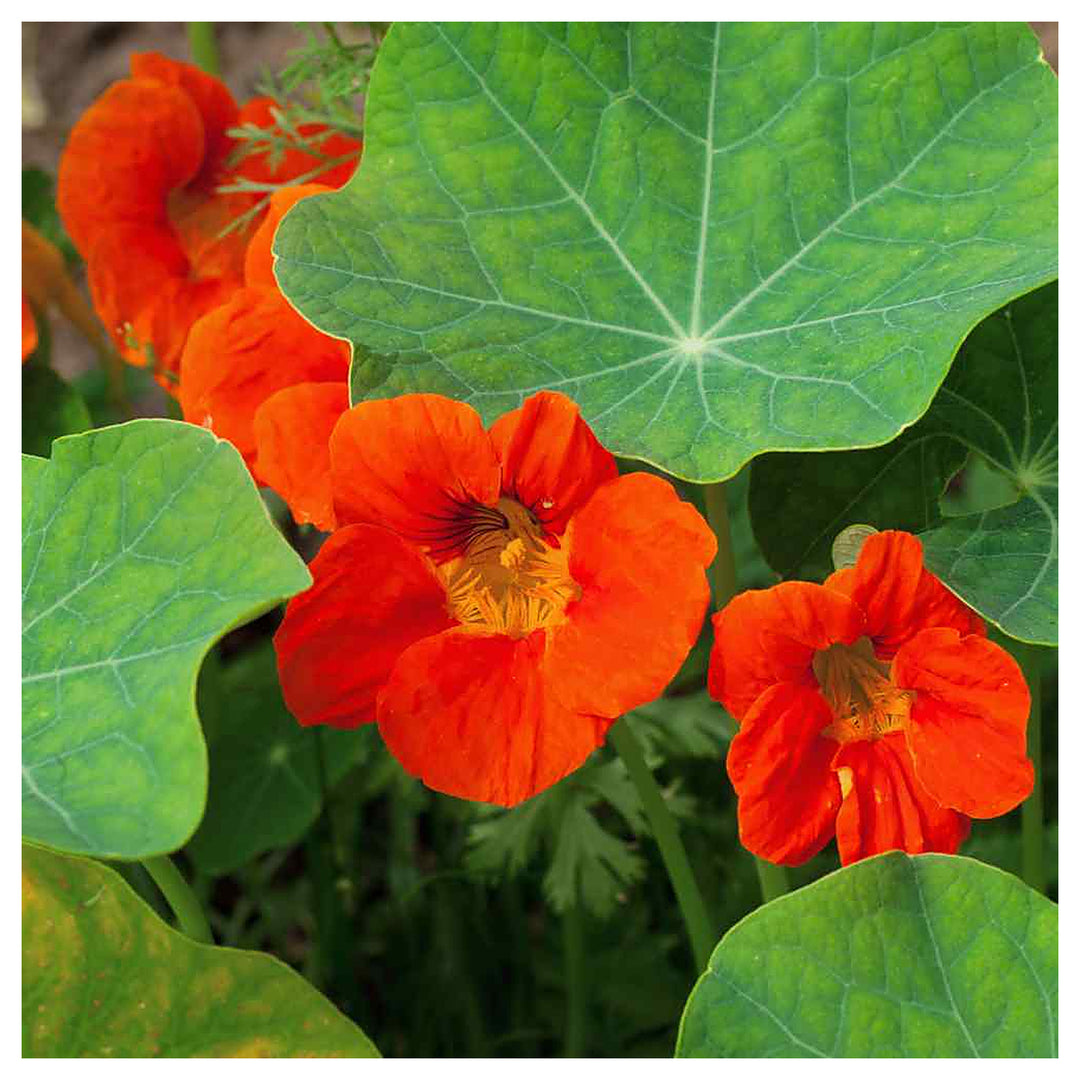 Dark Orange Nasturtium Flower Seeds for Planting – Heirloom, Non-GMO, High Germination Organic Garden Seeds | Neera Seeds product photo [neera-v4-a8bb0ca7d8e00736b0b2]