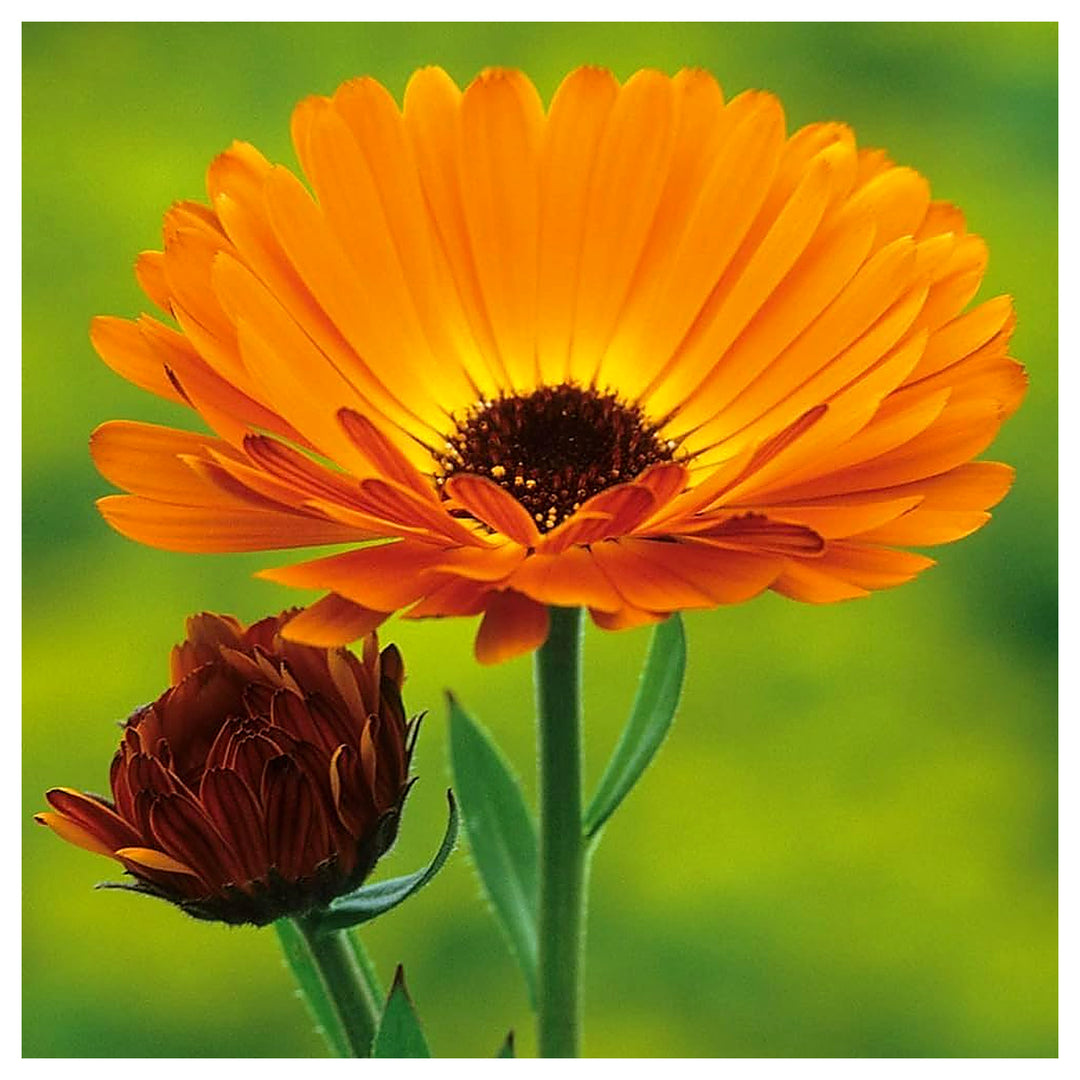 Heirloom Non-GMO Autumn Sowing Flower Seeds – Cool Season Hardy Garden Blooms for Planting | Neera Seeds product photo [neera-v4-a8bd758bd913ec450900]