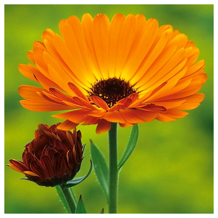 Heirloom Non-GMO Autumn Sowing Flower Seeds – Cool Season Hardy Garden Blooms for Planting | Neera Seeds product photo [neera-v4-a8bd758bd913ec450900]