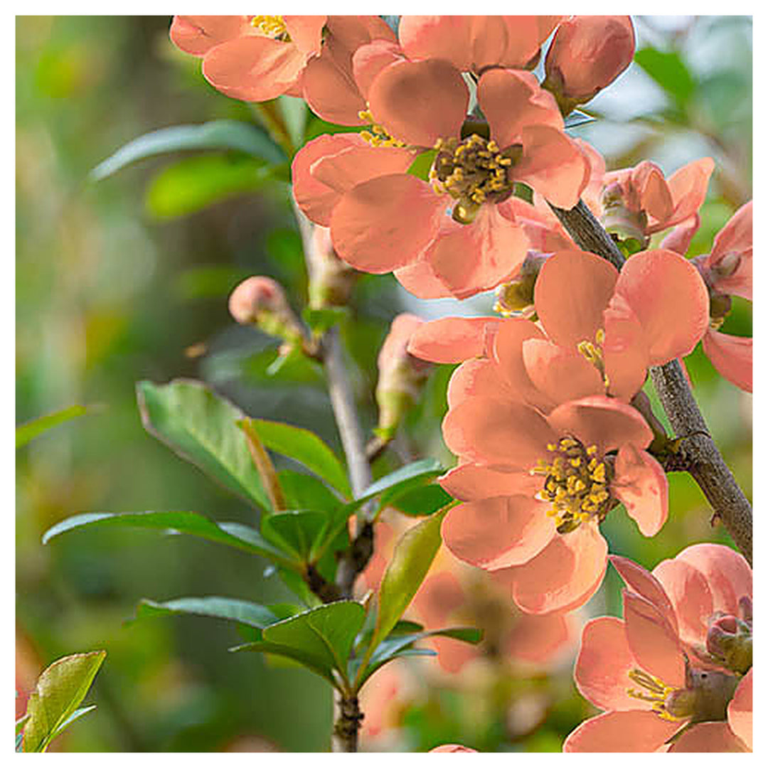 Orange Chaenomeles Flower Seeds – Heirloom, Non-GMO Seeds for Planting Bright Spring Blooms | Neera Seeds product photo [neera-v4-a8c092f5829309241fb1]