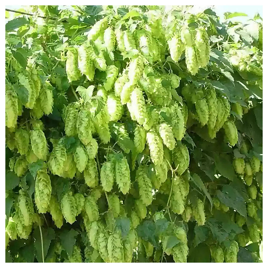 Humulus Lupulus Plant Seeds for Planting – Hardy Perennial Hops for Brewing &amp; Ornamental Gardens | Neera Seeds product photo [neera-v4-a8dd19e81efdfb1c2a90]