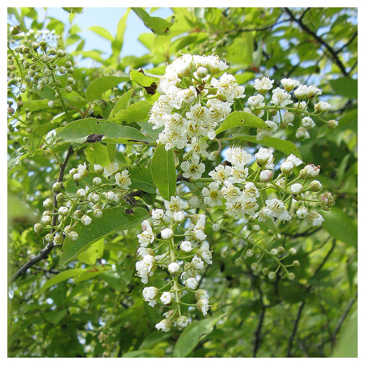 Heirloom Non-GMO Verbena Chokecherry Flower Seeds for Planting – Pollinator-Friendly Blooms, High Germination | Neera Seeds product photo [neera-v4-a8e57b265fdfb96a3916]