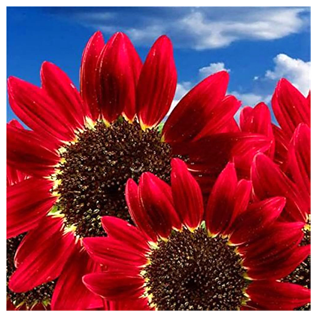 Red Sunflower Sun tune Blooming Flowers Flower Seeds Home Garden Planting, Decorative | Neera Seeds product photo [neera-v4-a8e9bd15a22a0da03327]
