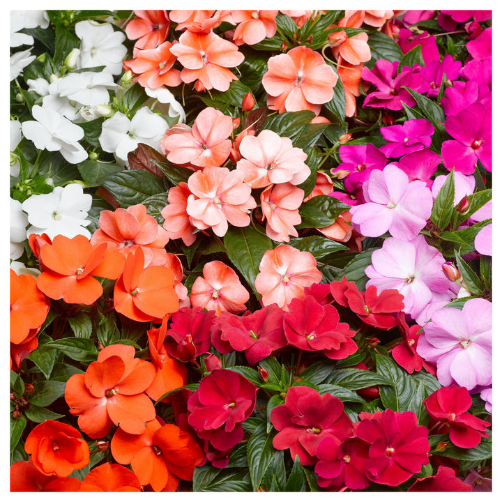 Heirloom Non-GMO Guinea Flower Seeds for Planting – Bright Tropical Ornamental Garden Blooms | High Germination | Neera Seeds product photo [neera-v4-a9088cffa2083cae39f6]