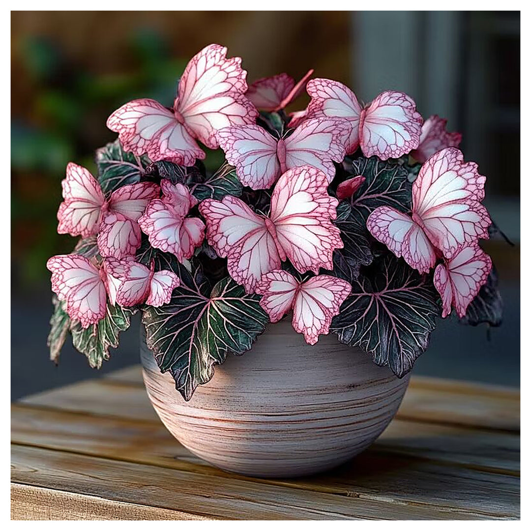 Moonlight Butterfly Begonia Pink/White Seeds – Heirloom Non-GMO, Organic Garden Seeds | Neera Seeds product photo [neera-v4-a91a5af4ad07ec7cea0e]