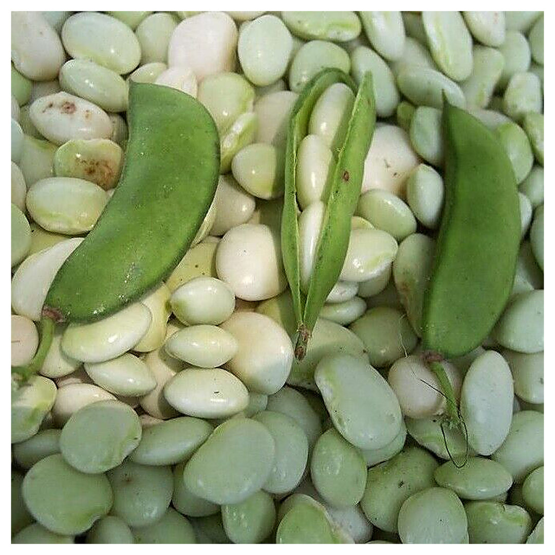 White Dixie Butter Seeds for Planting – Heirloom, Non-GMO, High Germination, Organic Garden Seeds | Neera Seeds product photo [neera-v4-a92336687ebf4654dfff]
