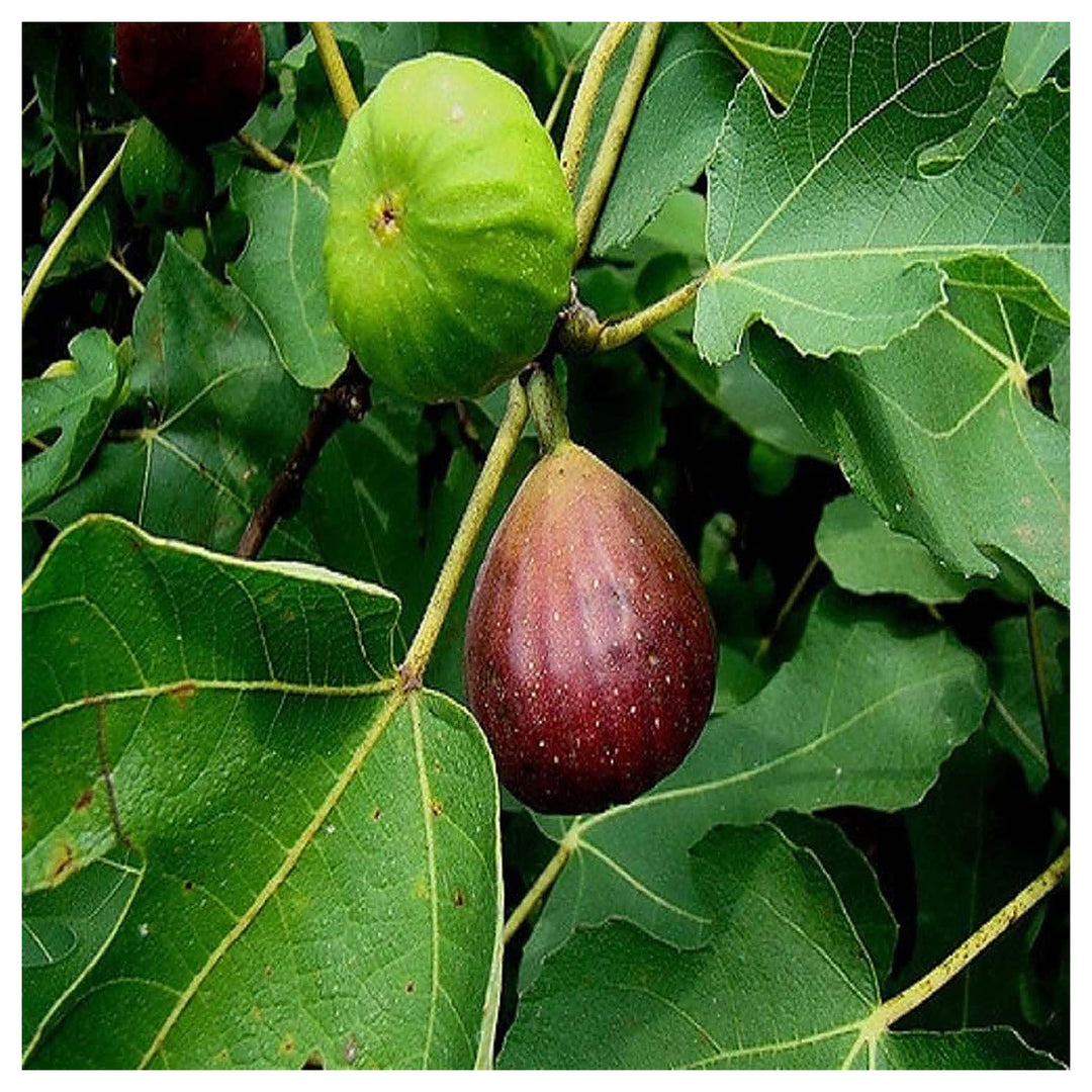 Brown Turkey Fig Tree Seeds for Planting – Hardy, Sweet, Heirloom, High Germination, Non-GMO Organic Garden Seeds | Neera Seeds product photo [neera-v4-a923ba9f9014fc25d854]