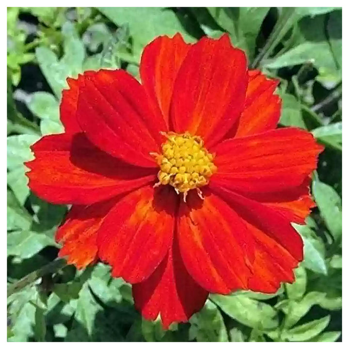 Red Cosmos Flower Seeds for Planting – Vibrant Garden Blooms, Non-GMO, Heirloom, High Germination | Neera Seeds product photo [neera-v4-a927e5231d1653825b76]