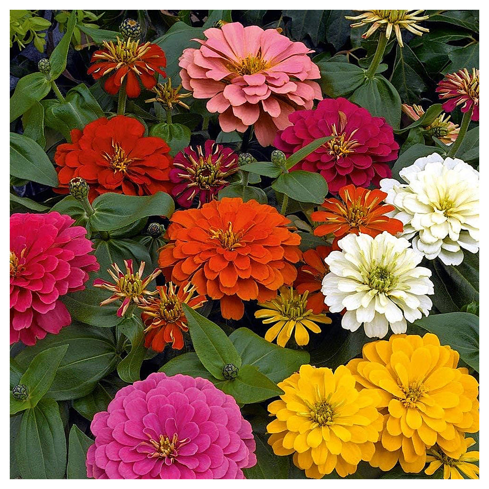 Zinnia Elegans Flower Seeds – Mixed Colors, Heirloom & Non-GMO Seeds for Garden Planting | Neera Seeds product photo [neera-v4-a92d79fa7597e86bcc75]