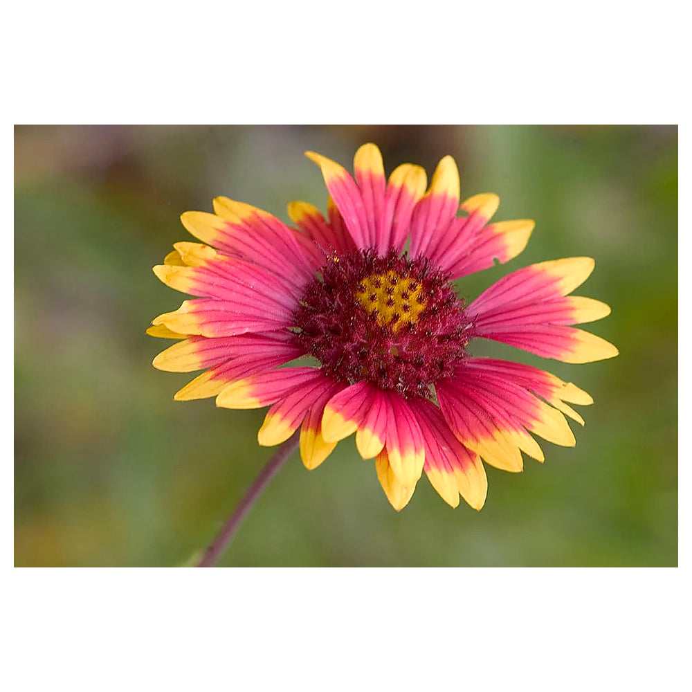 Heirloom Non-GMO Indian Blanket Flower Seeds for Planting – Drought-Tolerant Wildflower Garden Blooms | Neera Seeds product photo [neera-v4-a92f9440c17aec972cff]