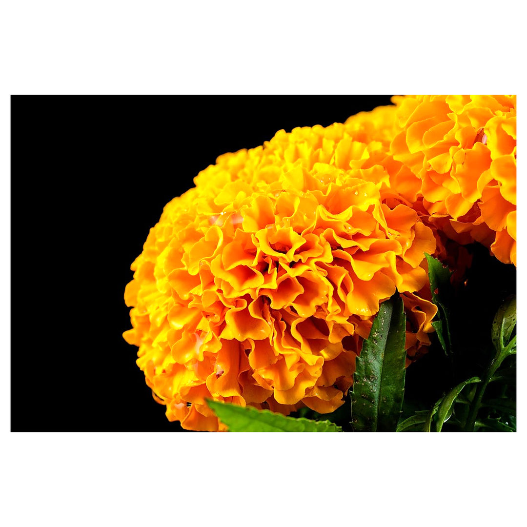 Aztec Marigold Flower Seeds – Heirloom, Non-GMO, High Germination Organic Garden Seeds for Planting | Neera Seeds product photo [neera-v4-a9458a26183dcb167dea]