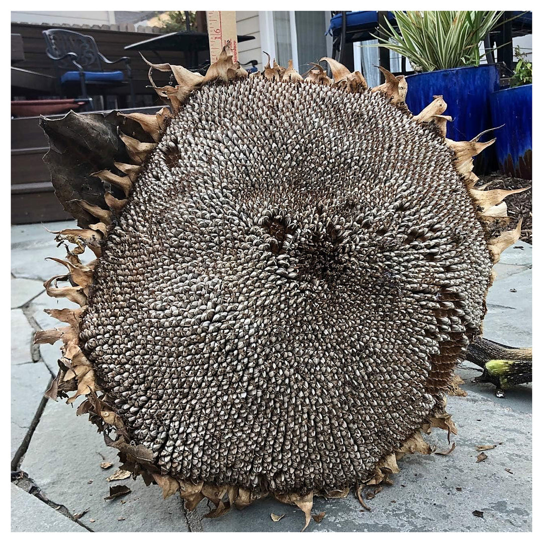 Gray Giant Sunflower Seeds for Planting – Heirloom, Non-GMO, Organic Garden Seeds with High Germination | Neera Seeds product photo [neera-v4-a95d7944876d5dc14d2f]