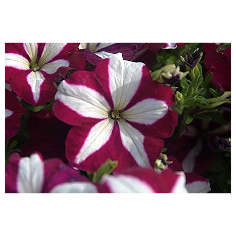 Burgundy White Petunia Flower Seeds for Planting – Heirloom Non-GMO, Easy to Grow Organic Garden Seeds, High Germin | Neera Seeds product photo [neera-v4-a95fd4ac017e04990a69]