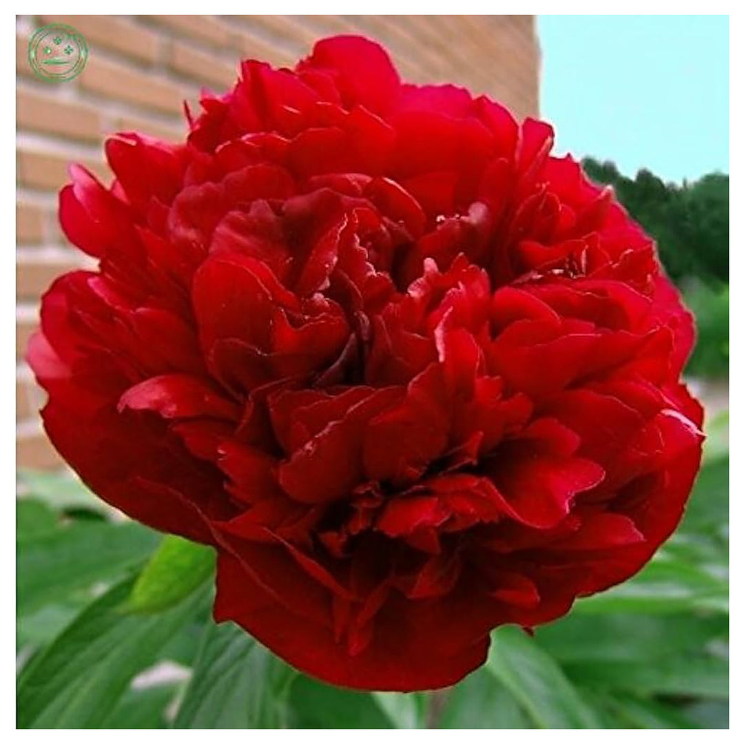 Chinese Peony Paeonia Suffruticosa For Planting In Home Garden Or Courtyard Bed Flower Seeds for | Neera Seeds product photo [neera-v4-a96bba45c0694892ca53]