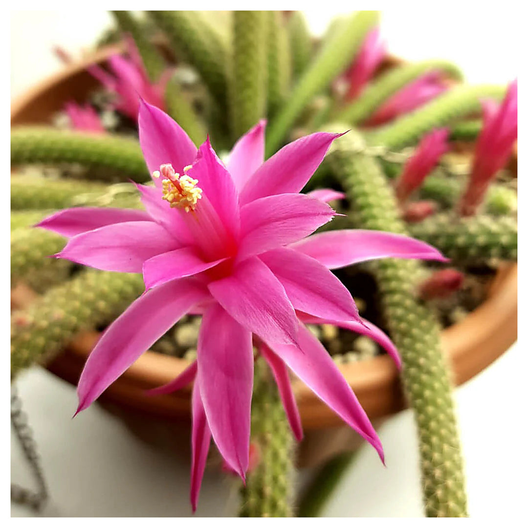 Organic Pink Flagelliformis Plant Seeds for Planting – Heirloom, Non-GMO | Neera Seeds product photo [neera-v4-a97665321cc76eaec1a8]