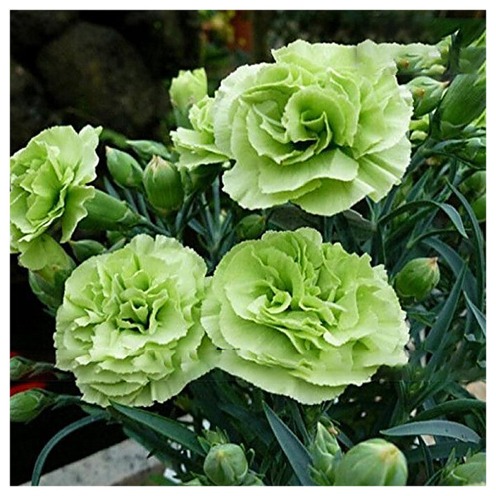 Heirloom Non-GMO Carnation (Dianthus Caryophyllus) Flower Seeds for Planting – High Germination Garden Seeds | Neera Seeds product photo [neera-v4-a97f20f72905c5e15c57]