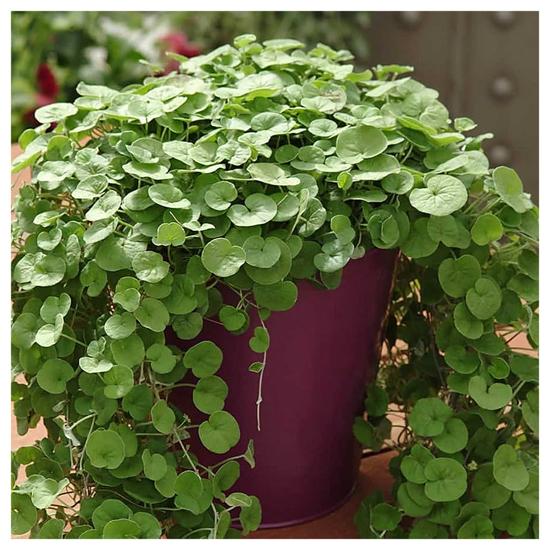 Emerald Falls Dichondra House Plant Seeds for Garden – Non-GMO, Heirloom, High Germination Seeds | Neera Seeds product photo [neera-v4-a97f7af3391236160f39]