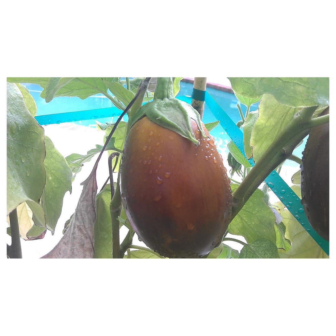 Brown Eggplant Seeds for Planting - Heirloom, Non-GMO, Organic Garden Seeds, High Germination | Neera Seeds product photo [neera-v4-a9842a735514ba682e16]