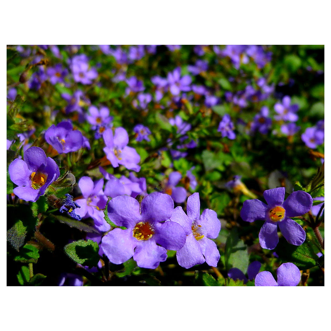 Organic Heirloom Non-GMO Purple Bacopa Blutopia Seeds for Planting – Trailing Blooms | Neera Seeds product photo [neera-v4-a993d1646d237853a08d]