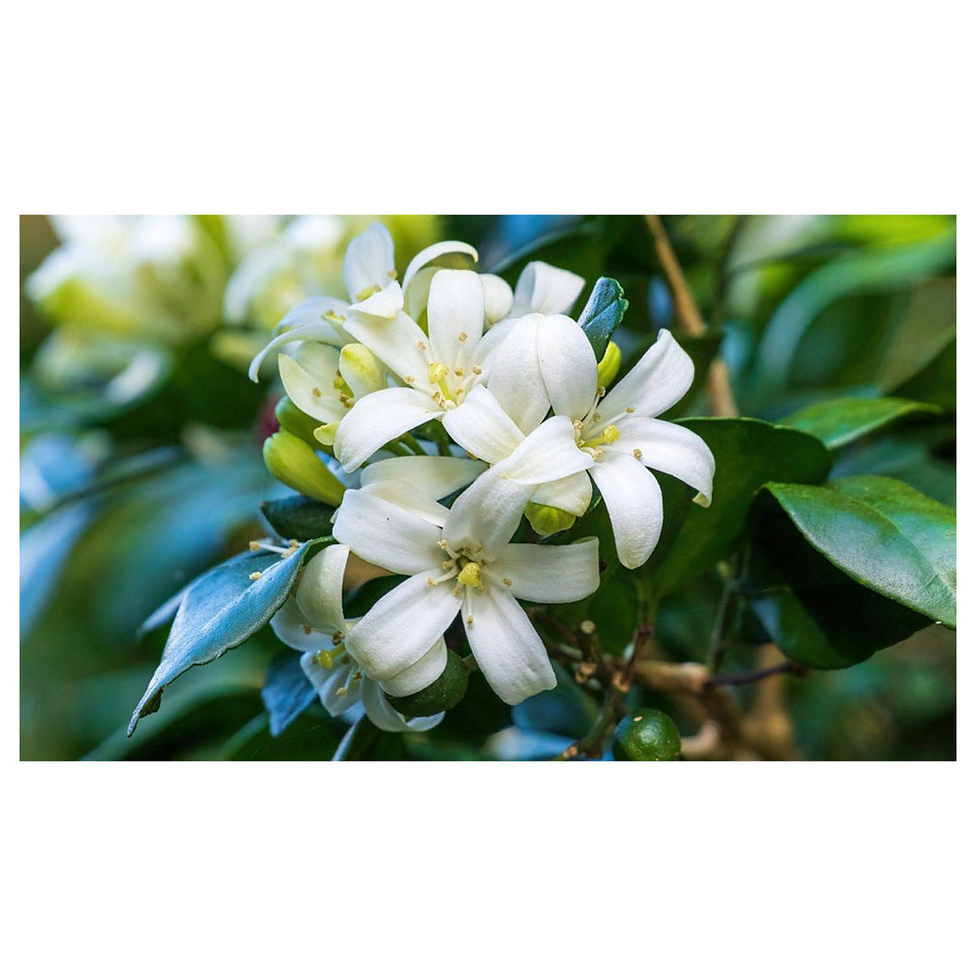 White Murraya Flower Seeds – Heirloom, Non-GMO Seeds for Planting Fragrant Garden Blooms | Neera Seeds product photo [neera-v4-a9aa4c5220a0359e3edc]