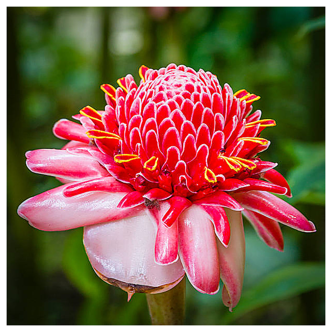 Heirloom Non-GMO Ginger Flower Seeds for Planting – Fragrant Tropical Blooms, High Germination Ornamental Garden Se | Neera Seeds product photo [neera-v4-a9ab9e97e5fb7cf844a0]