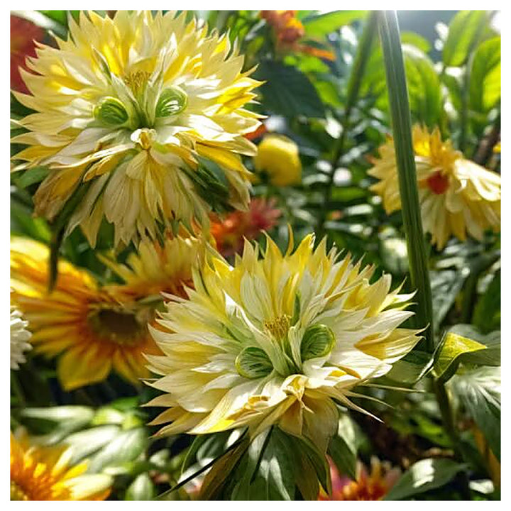 Big face Flower Seeds | Seeds for Planting | Heirloom | Non-GMO | High Germination | Organic Garden Seeds | Neera Seeds product photo [neera-v4-a9ac49a43db11206f619]