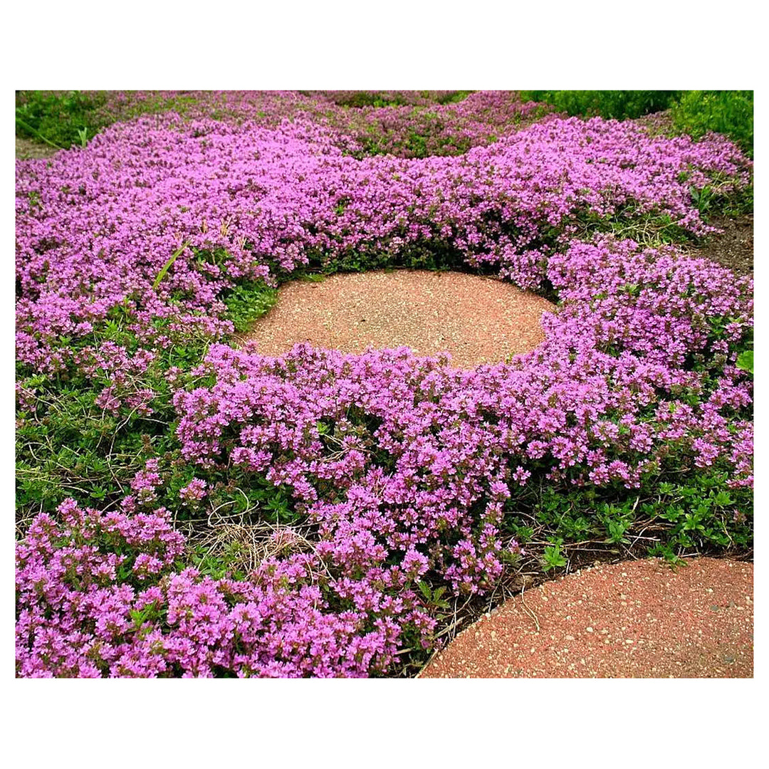 Heirloom Non-GMO Thymus Serpyllum Flower Seeds for Planting – Creeping Thyme Ground Cover | Neera Seeds product photo [neera-v4-a9c5d8456f6f45b44d19]