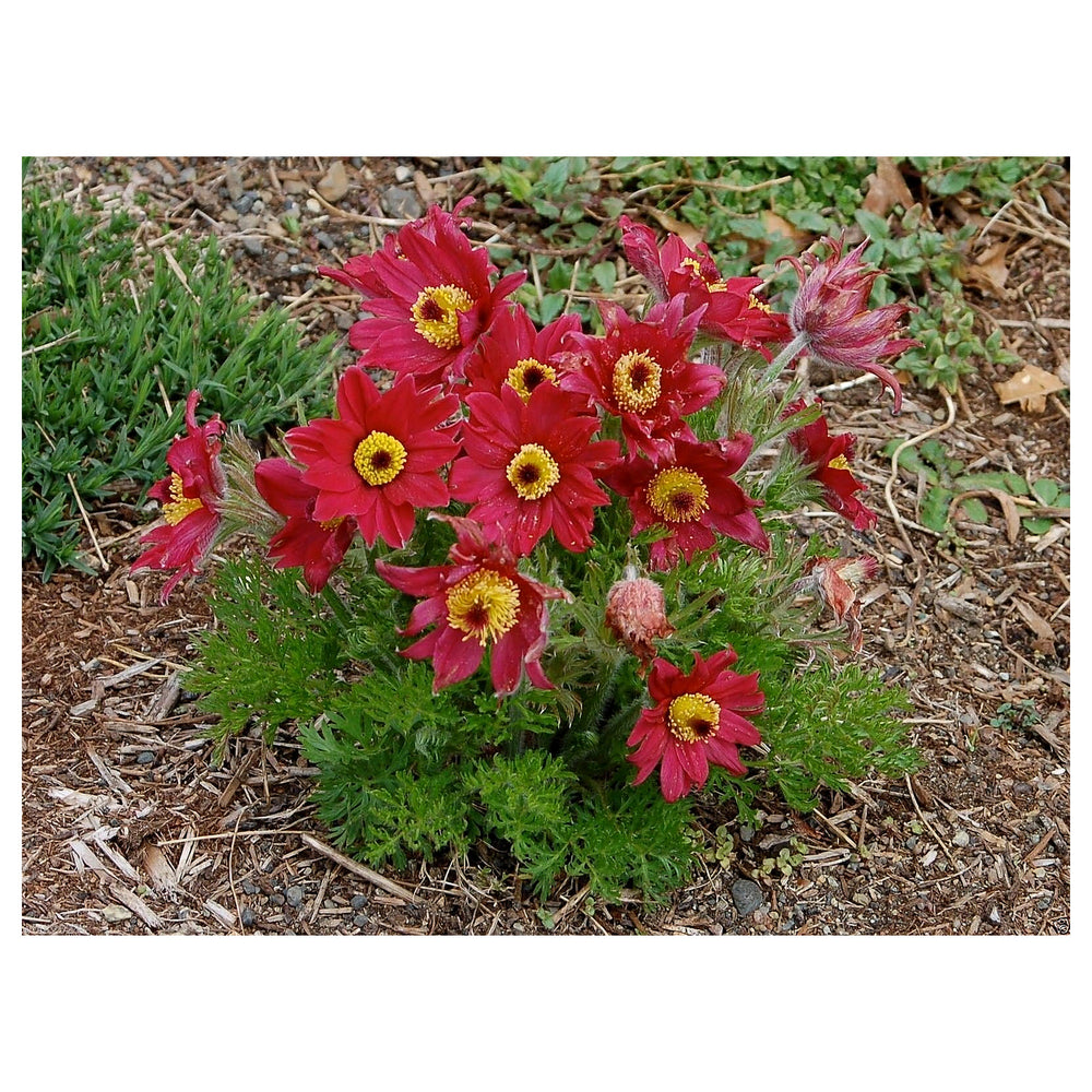 Heirloom Non-GMO Red Anemone Pulsatilla Flower Seeds for Planting – Bright Perennial Garden Seeds | Neera Seeds product photo [neera-v4-a9c9998d14a4370bc5ab]