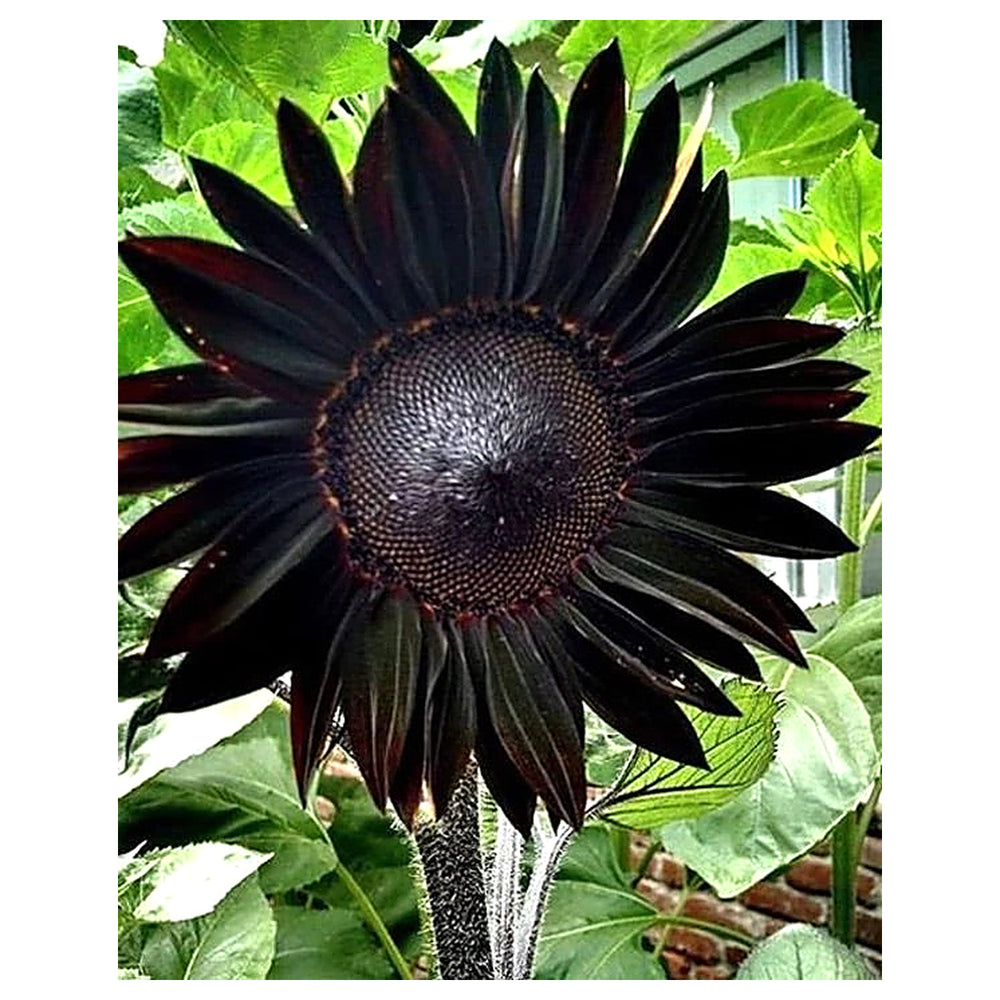 Organic Heirloom Non-GMO Black Sunflower Seeds for Planting – Unique Garden Blooms | Neera Seeds product photo [neera-v4-a9d46c2da7f8316913ee]