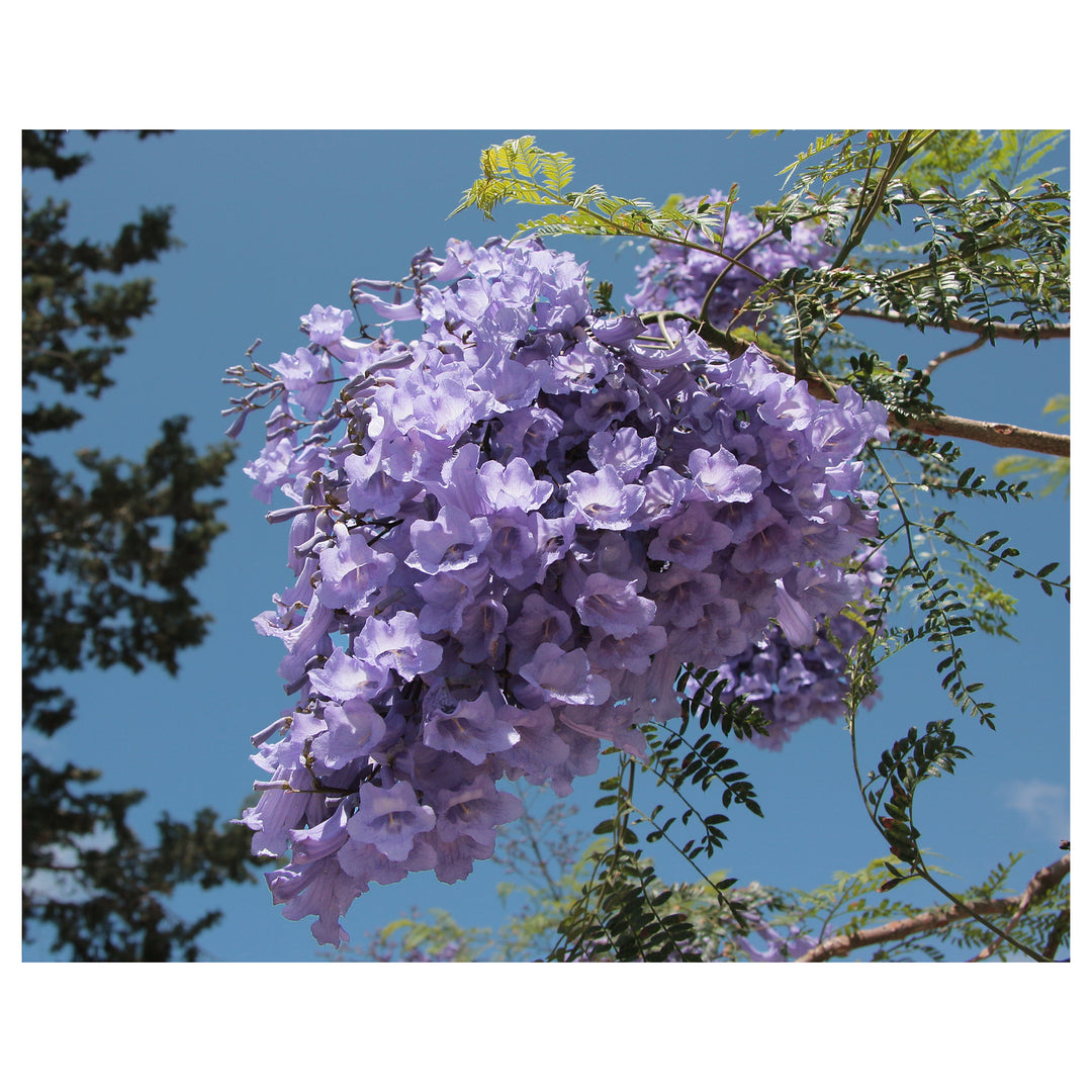 Jacaranda Mimosifolia Flower Seeds for Planting – Beautiful Bloom Tree, Easy Grow Ornamental Plant for Garden &amp; Pat | Neera Seeds product photo [neera-v4-a9e7b73c872d4580a0a2]