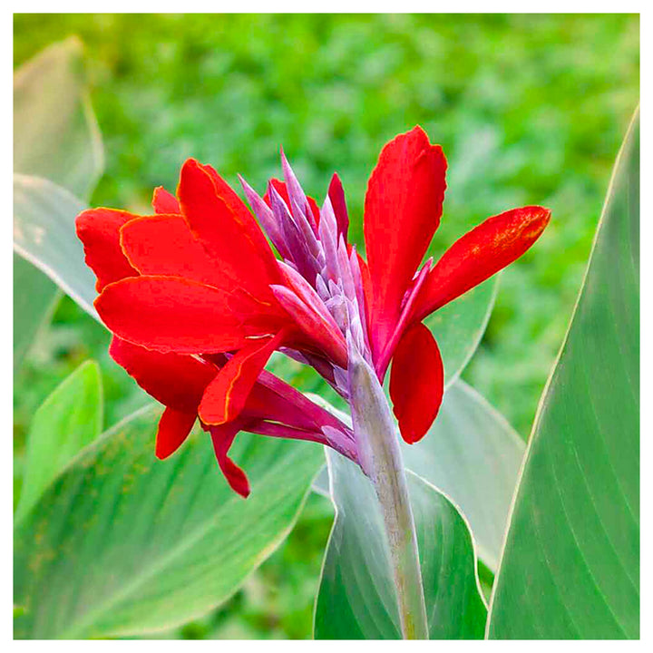 Heirloom Indica Flower Seeds, Non-GMO Ornamental Blooms for Vibrant Garden Planting | Neera Seeds product photo [neera-v4-a9ea03c8355365aea728]