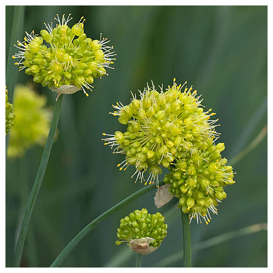 Allium Obliquum Flower Seeds – Heirloom Non-GMO Seeds for Planting Ornamental Yellow Globe Alliums in Home Gardens | Neera Seeds product photo [neera-v4-a9f16dd25f37f94ad531]