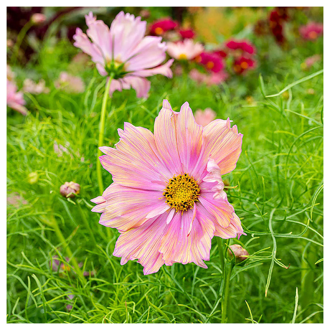 Cosmos Apricotta Flower Seeds for Planting – Heirloom, Non-GMO, High Germination Soft Peach-Pink Blooms | Neera Seeds product photo [neera-v4-aa025835f851940ef632]
