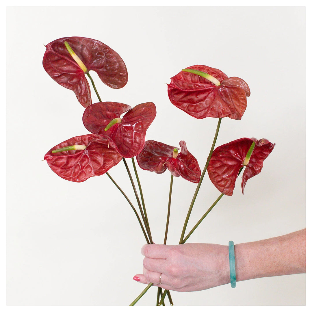 Maroon Anthurium Flower Seeds – Heirloom Non-GMO High Germination Organic Garden Seeds for Planting | Neera Seeds product photo [neera-v4-aa047ba2dee1a588a216]