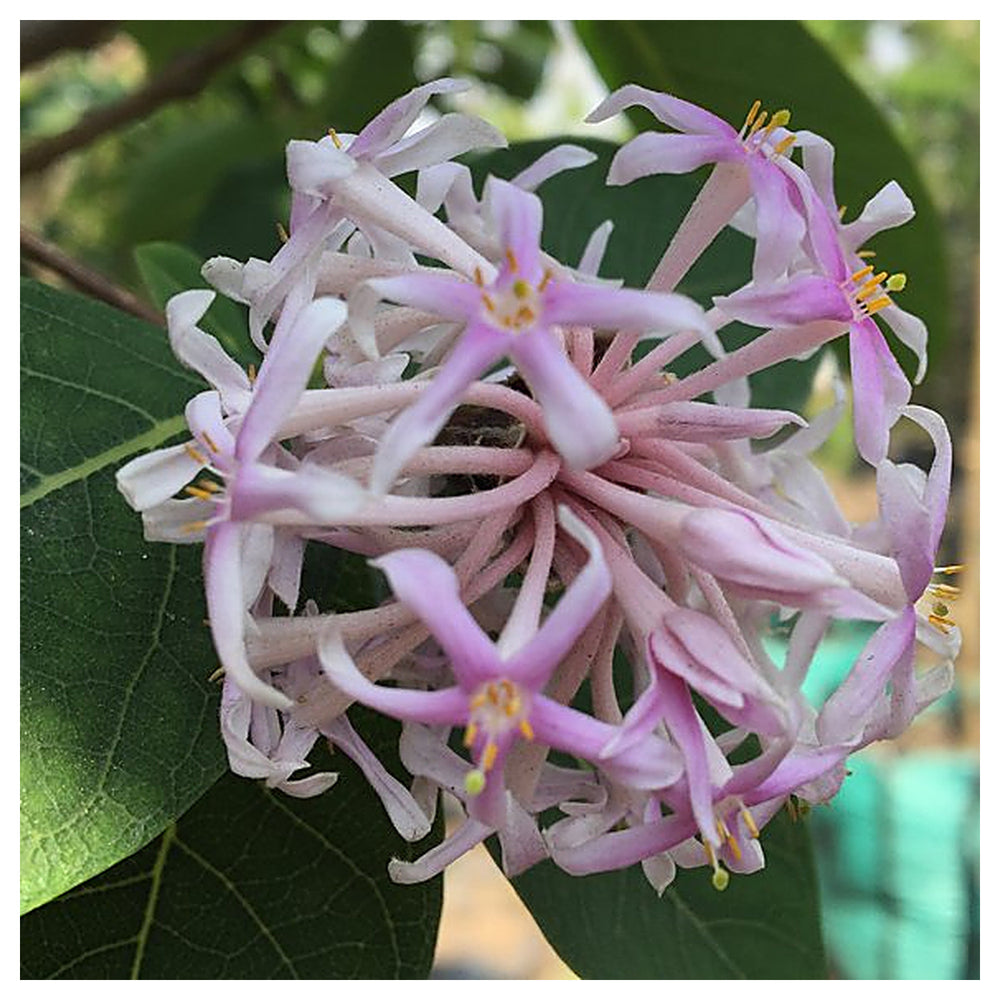 Dais Cotinifolia Flower Seeds for Planting, Heirloom, Non-GMO | Neera Seeds product photo [neera-v4-aa0dc52286179f0fc9b3]