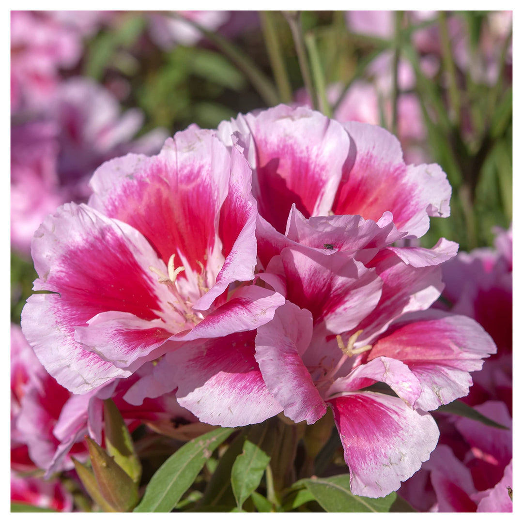 Pink Godetia Flower Seeds for Planting – Heirloom Non-GMO Organic  Garden Seeds with High Germination | Neera Seeds product photo [neera-v4-aa22fe56ac50b5d4b024]