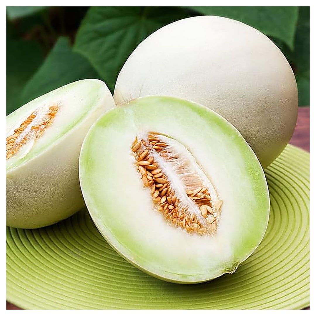 White Cantaloupe Melon Seeds for Planting – Premium Quality Heirloom & Non-GMO Seeds for Sweet Juicy Melons | Neera Seeds product photo [neera-v4-aa27cab0e055ef2ef628]