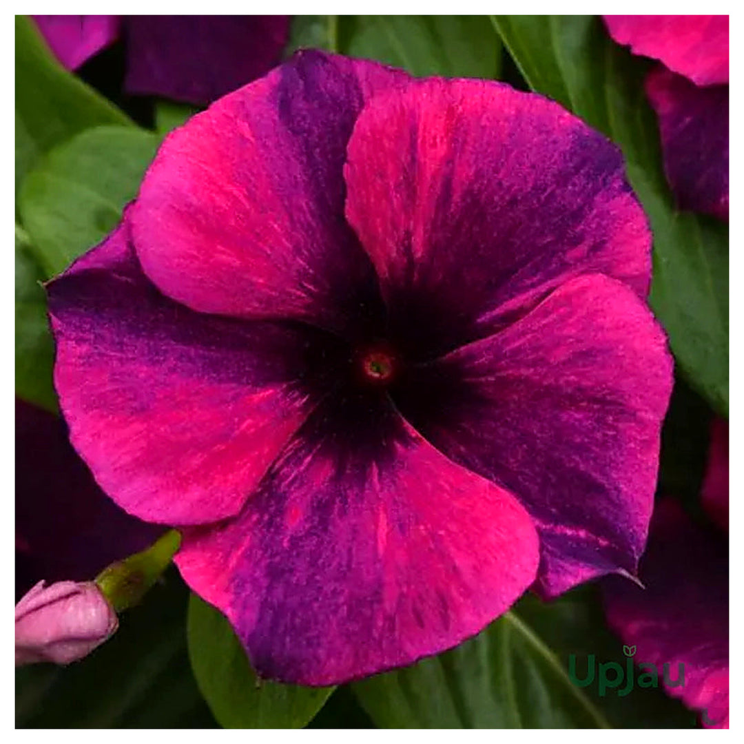 Purple Vinca Flower Seeds for Planting, NON GMO Seeds | Neera Seeds product photo [neera-v4-aa2d8d31bb57f85f1119]