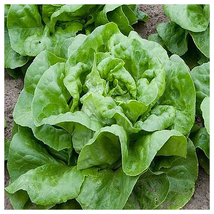Buttercrunch Lettuce Seeds for Planting – Heirloom, Non-GMO, High Germination Organic Vegetable Seeds | Neera Seeds product photo [neera-v4-aa300c18592ac78c1351]