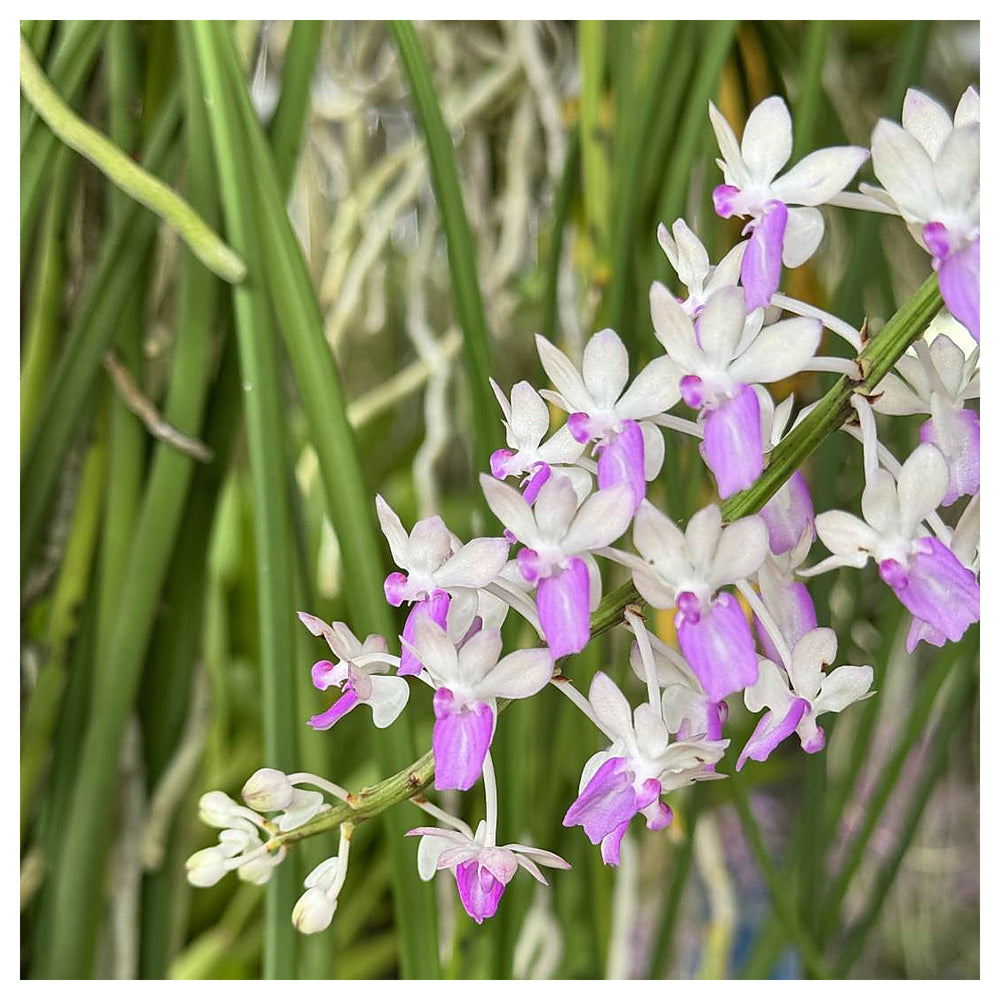 Ascocentrum Purple White Seeds for Planting – Organic, Heirloom, Non-GMO Flower Seeds | Neera Seeds product photo [neera-v4-aa3effa88ae44c0da9b5]